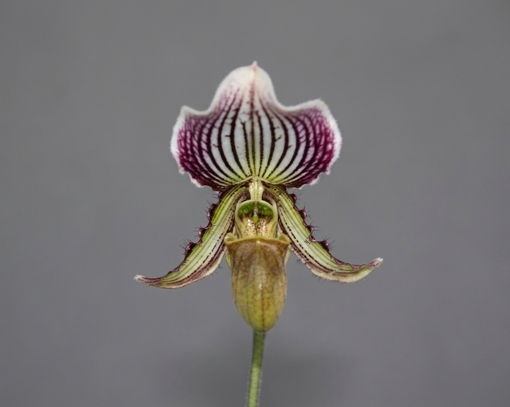 Paphiopedilum fairrieanum