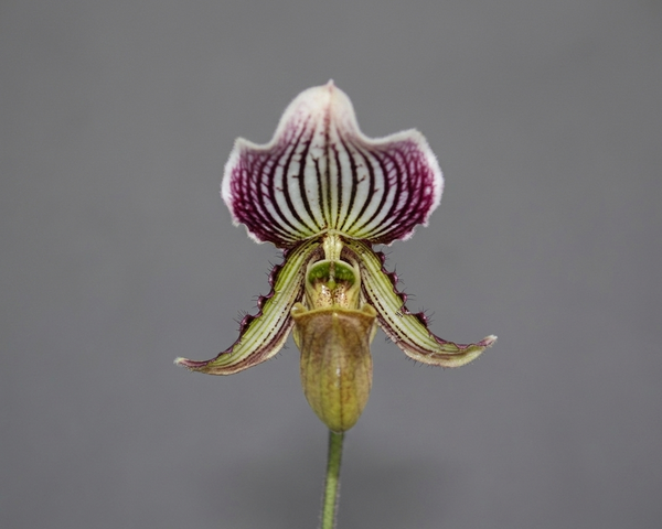 Paphiopedilum fairrieanum