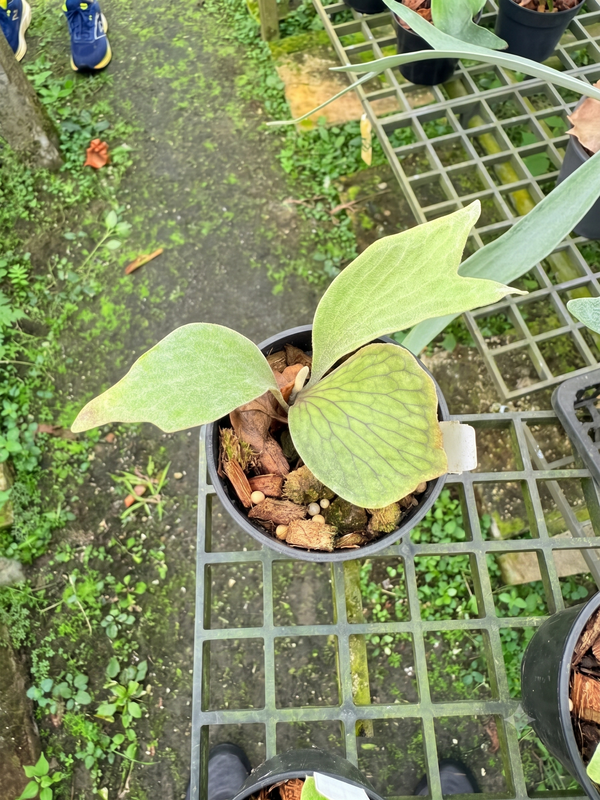 Platycerium Willinckii 'Wings of Angel