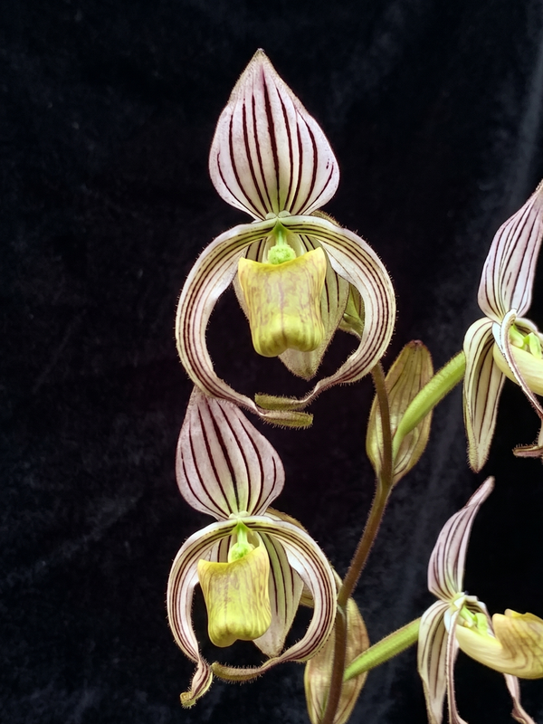 Paphiopedilum randsii