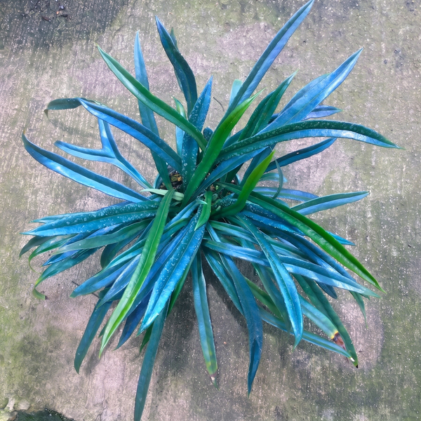 Microsorum thailandicum (Blue Oil Fern)