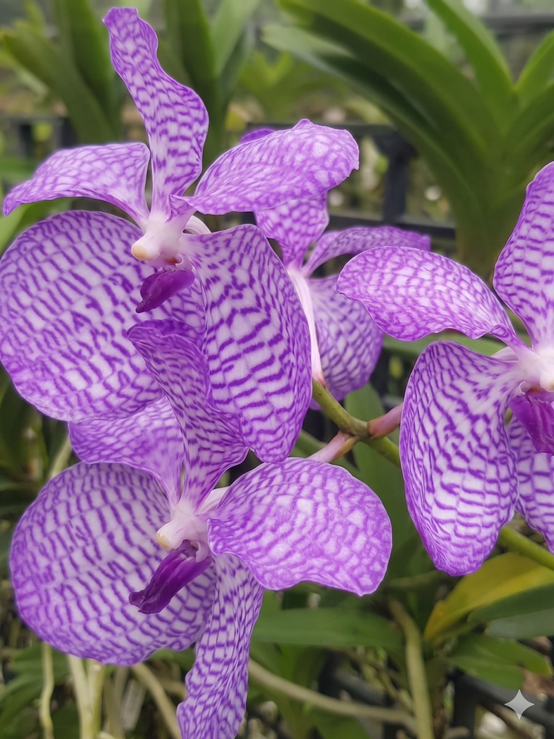 ArriettyStudio Orchid