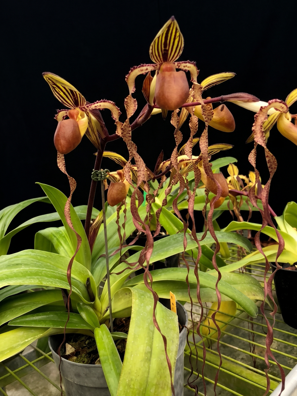 Paphiopedilum sanderianum
