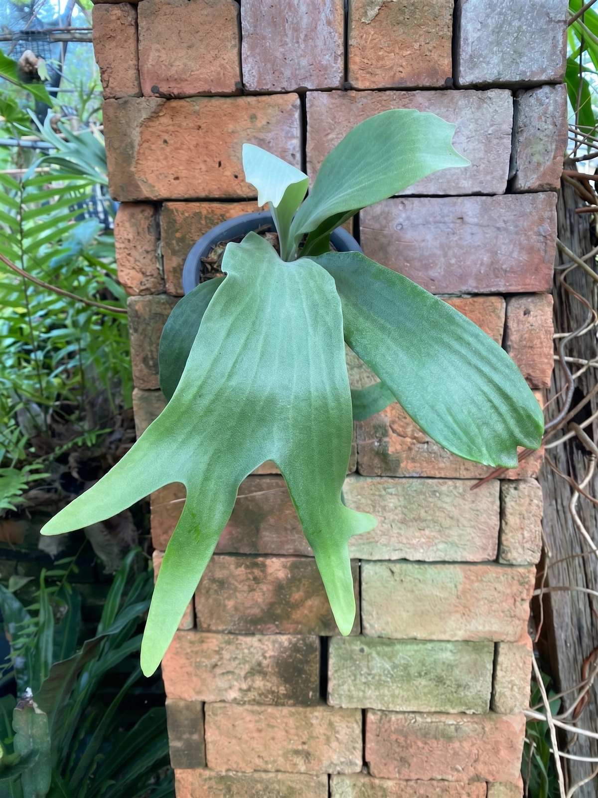 Platycerium bifurcatum
