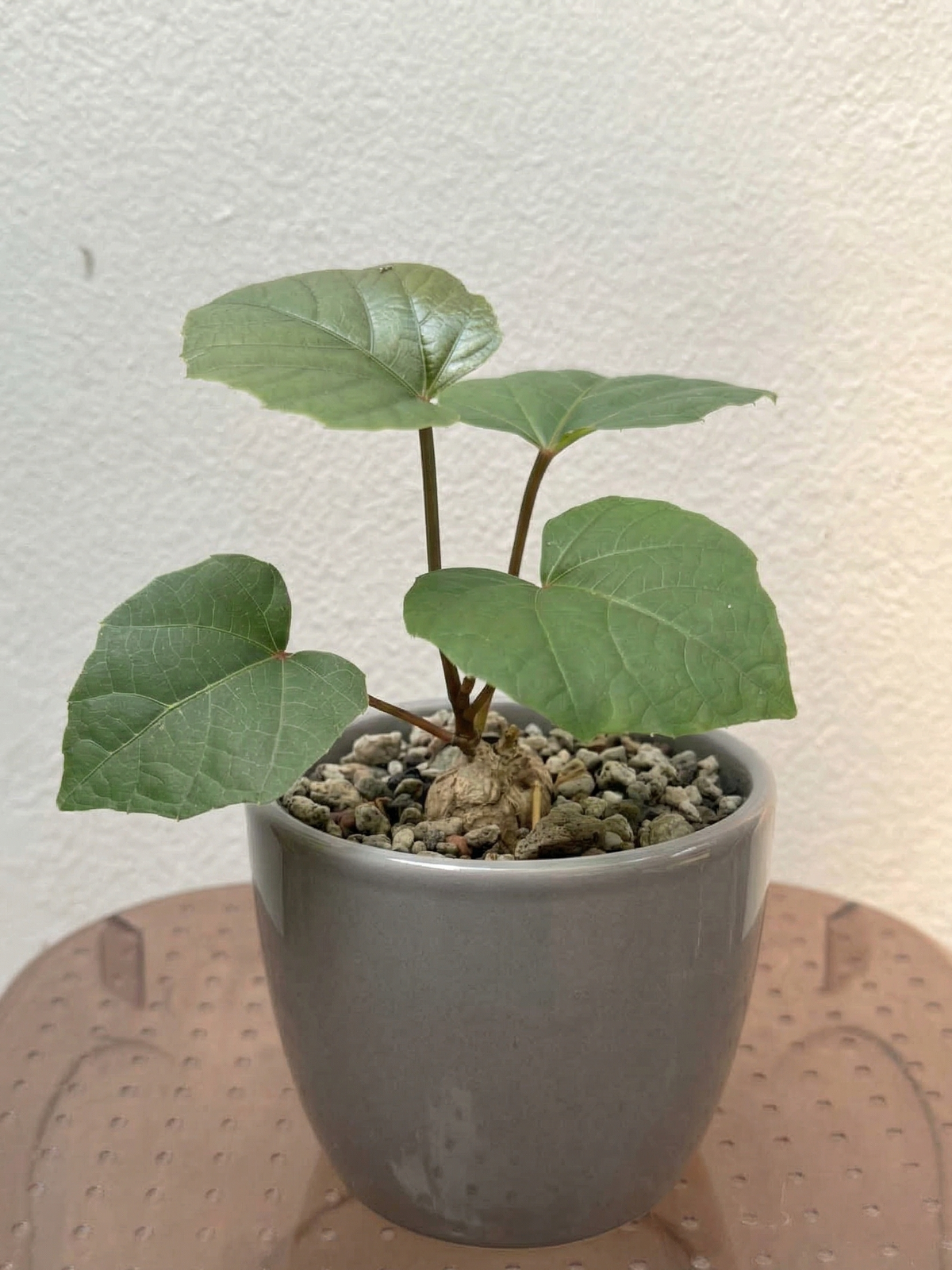 Anperoshissasu Marutini アンペロシッサス・マルティニ  (Wild Grape)