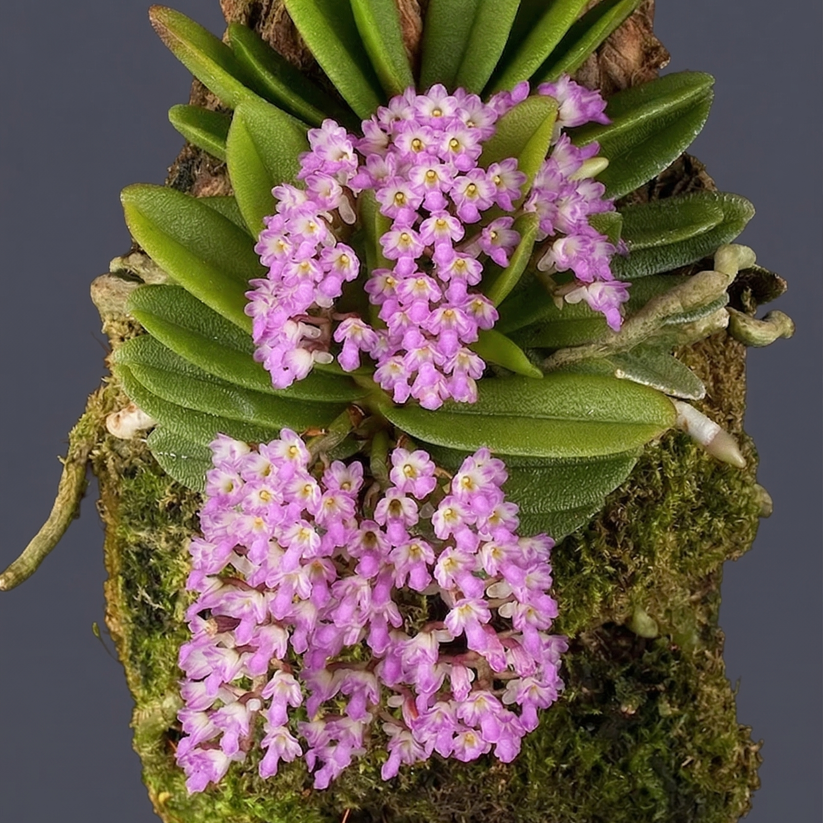 Schoenorchis fragrans
