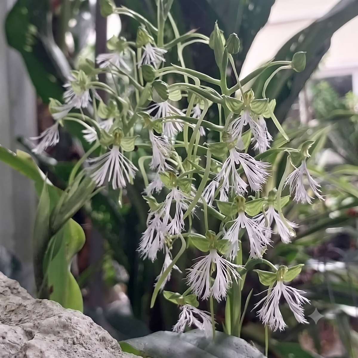 Habenaria medioflexa