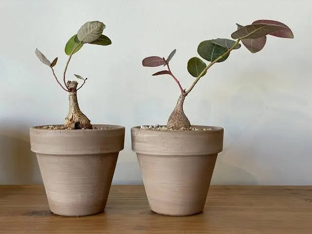 phyllanthus mirabilis