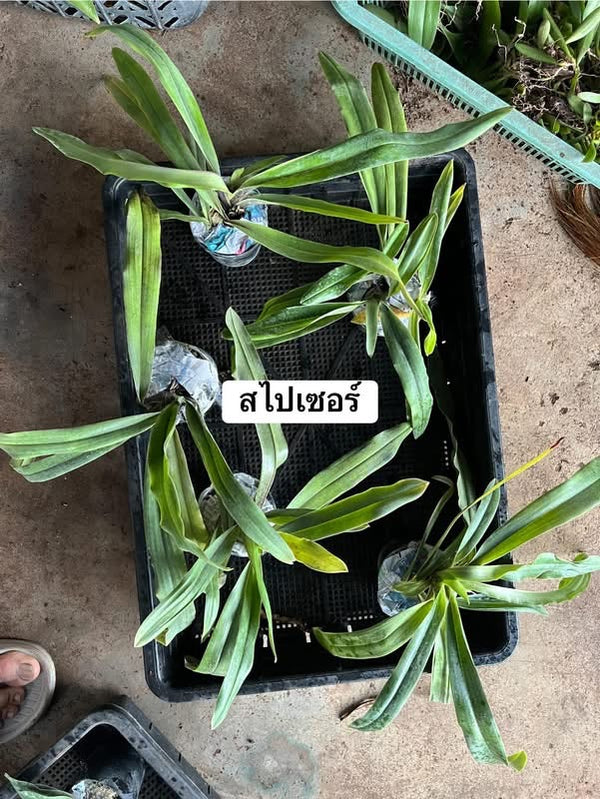 Paphiopedilum spicerianum