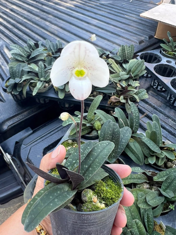 Paphiopedilum thaianum