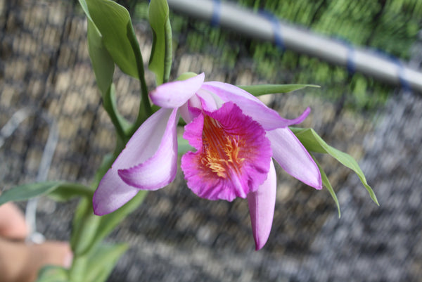 Orchids (Species)