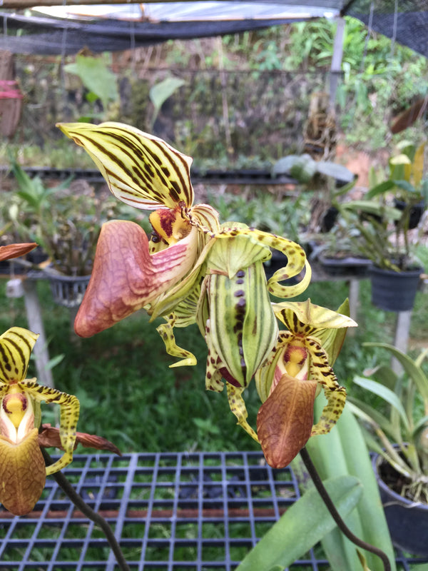 Paphiopedilum supardii