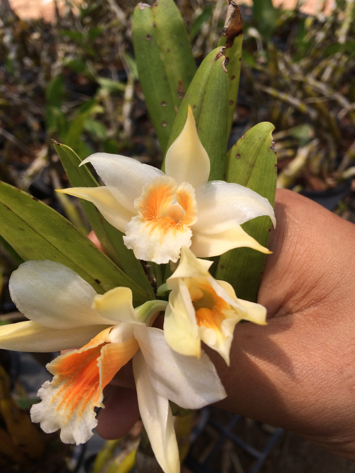 Dendrobium williamsonii