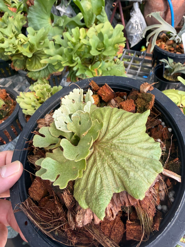 Platycerium ridleyi 'Silver Dwarf'