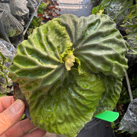 Platycerium madagascariense