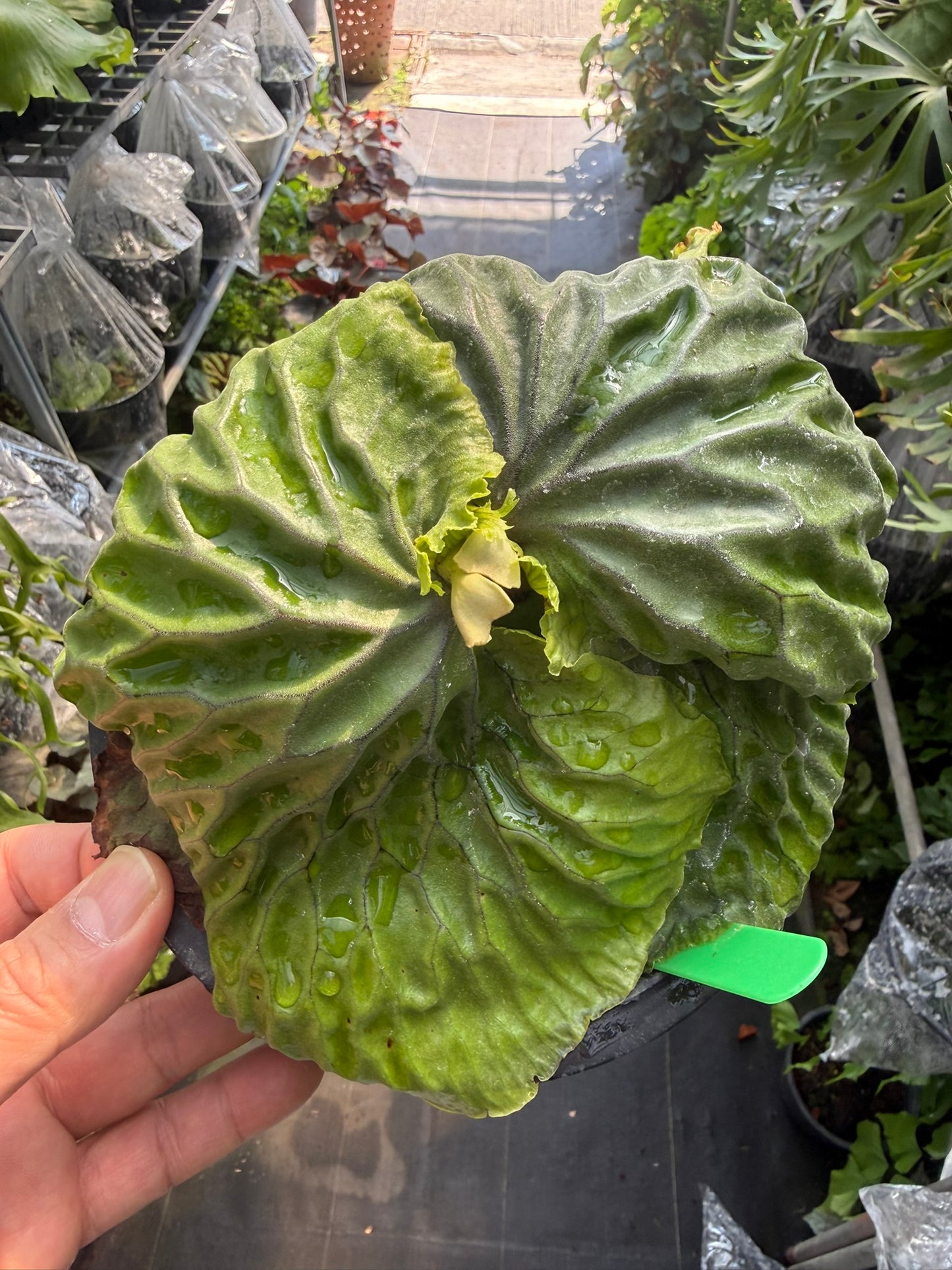 Platycerium madagascariense