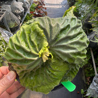 Platycerium madagascariense