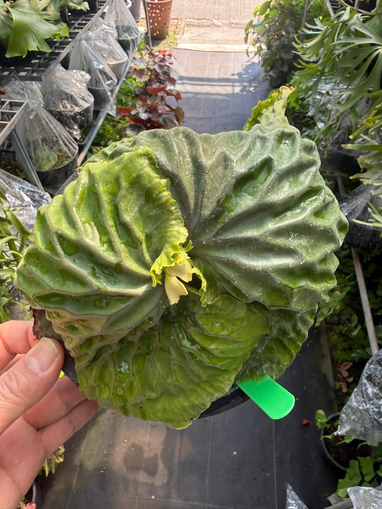 Platycerium madagascariense