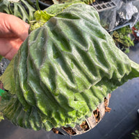 Platycerium madagascariense