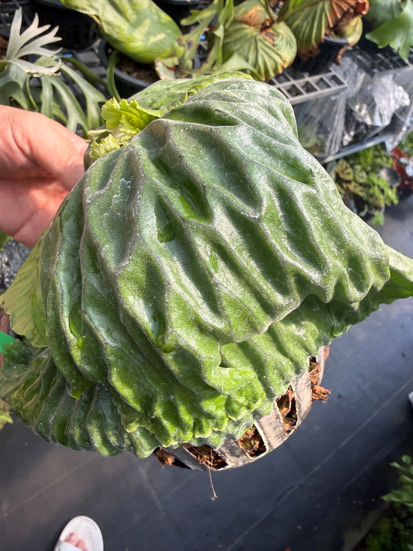 Platycerium madagascariense