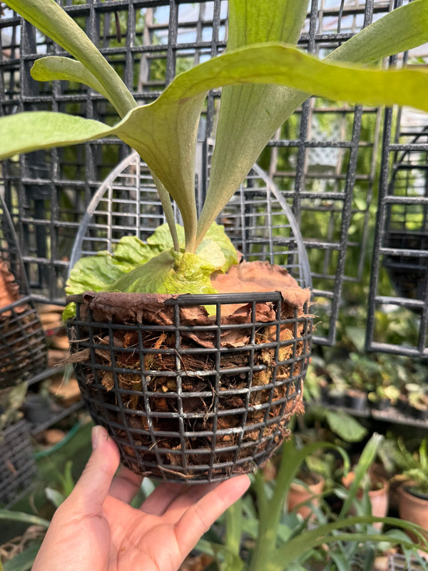 Platycerium x Mentelosii