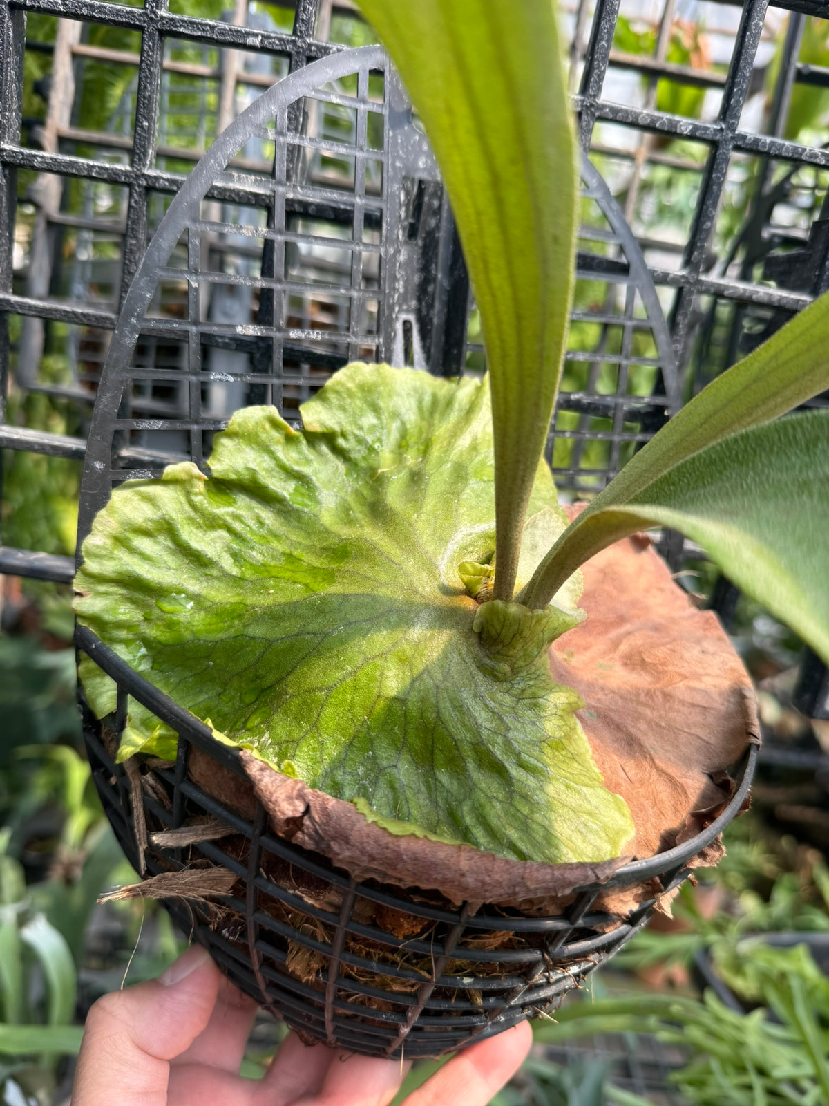 Platycerium Horn's Surprise