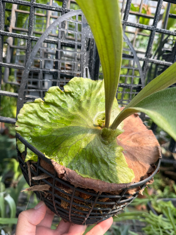 Platycerium Horn's Surprise