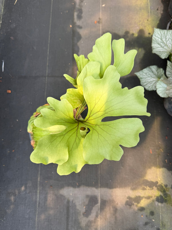 Platycerium ridleyi Wide from