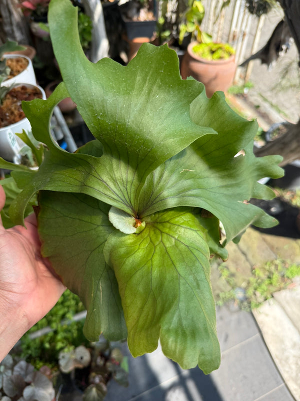 Platycerium Kuromi (P.Kitshakoodiense x P.Surinarium)