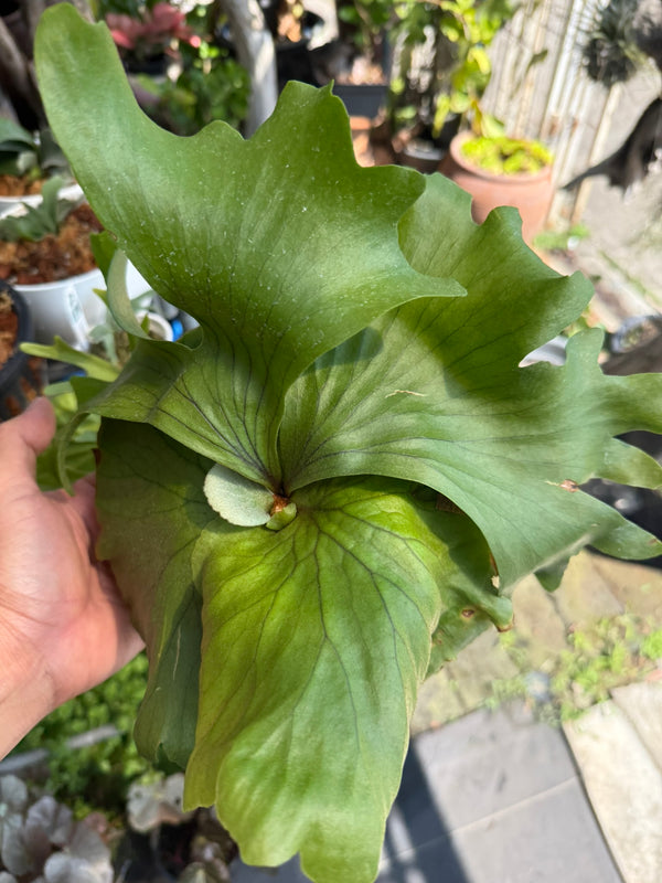 Platycerium Kuromi (P.Kitshakoodiense x P.Surinarium)