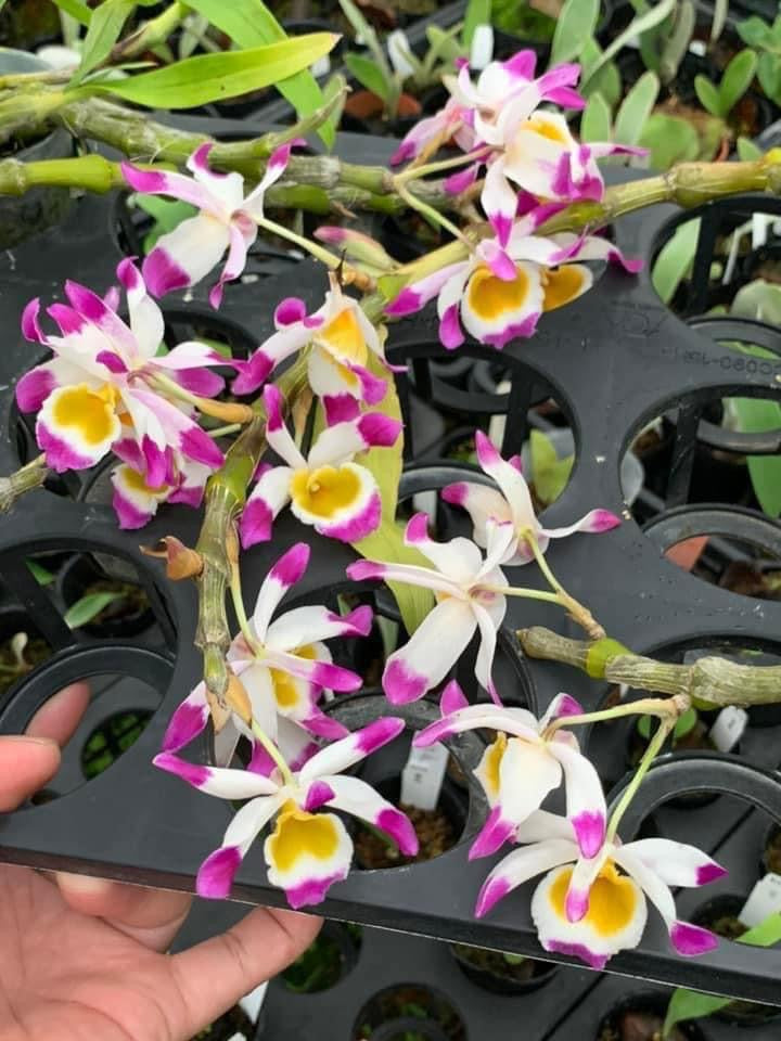 Dendrobium wardianum