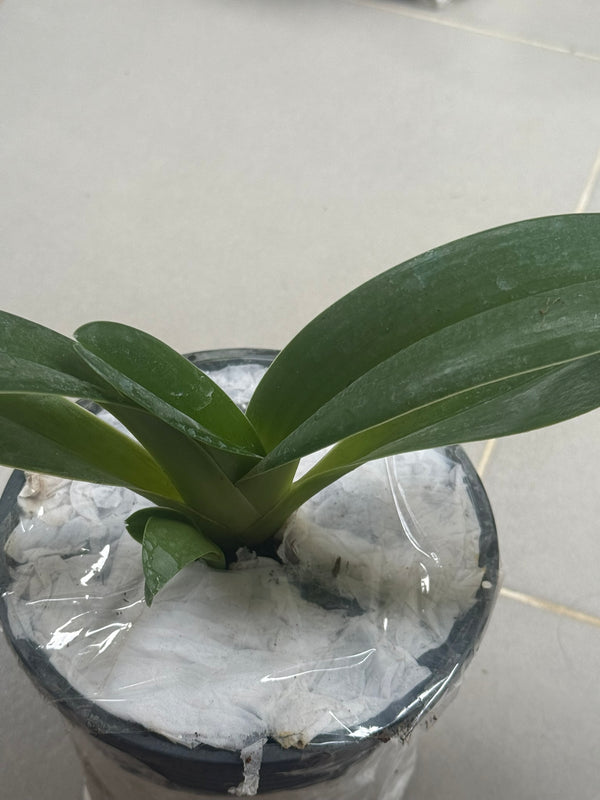 Paphiopedilum supardii