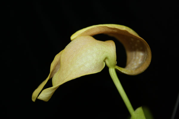Bulbophyllum grandiflorum