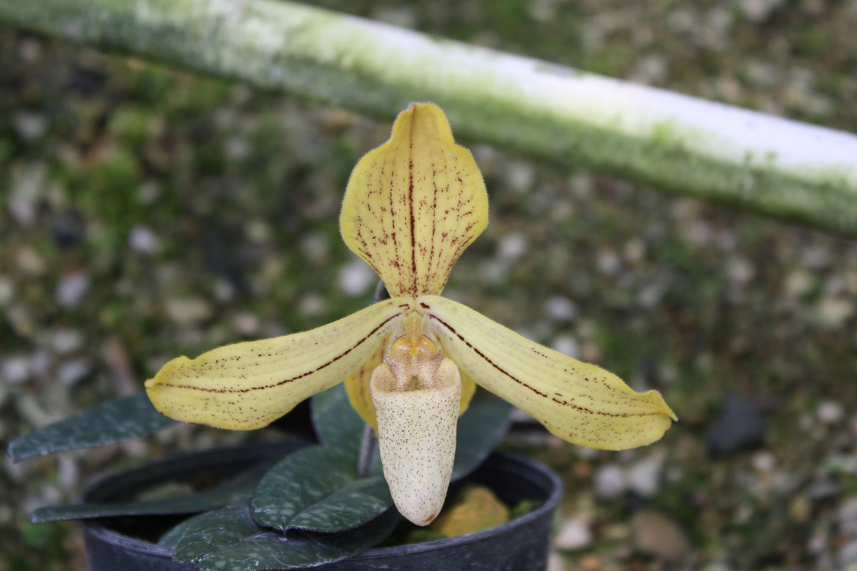 Paphiopedilum josianae