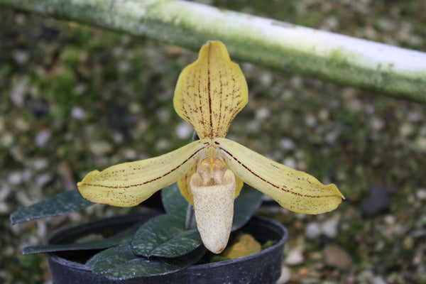 Paphiopedilum josianae
