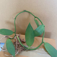 Vanilla albida (Vietnam)