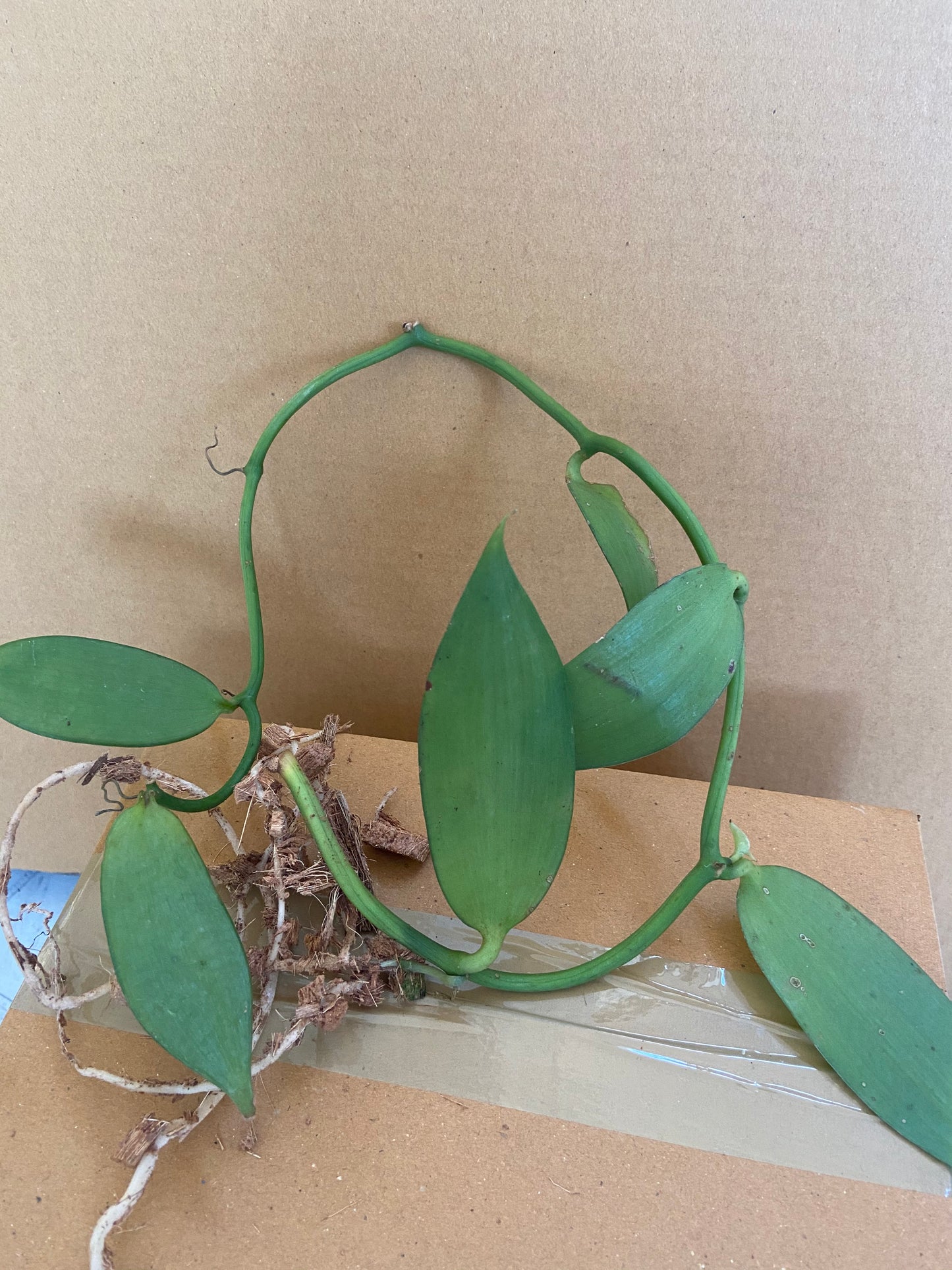 Vanilla albida (Vietnam)