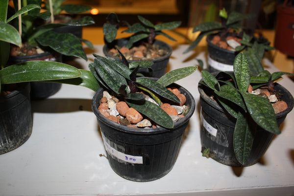 Paphiopedilum armeniacum