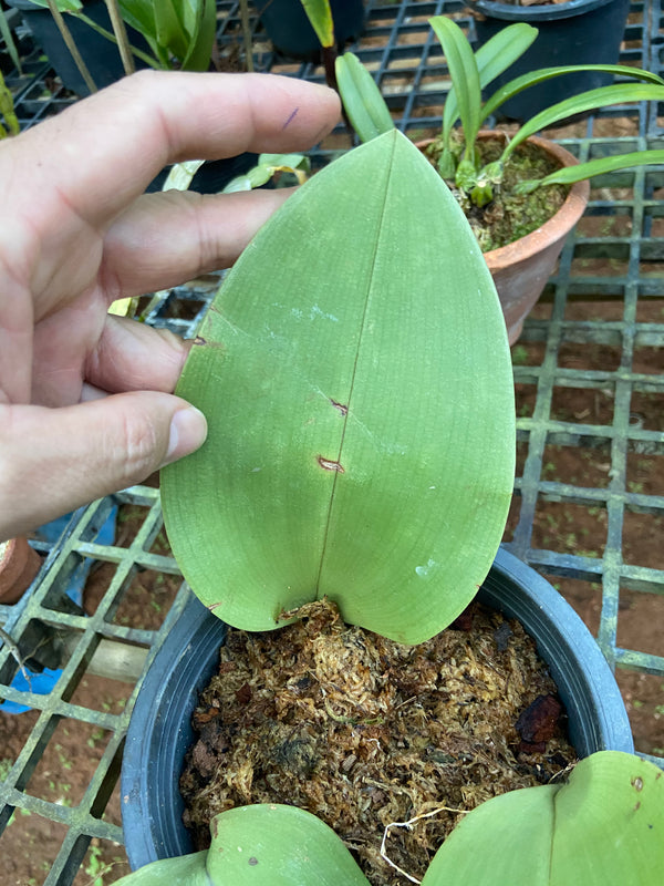 Bulbophyllum beccarii