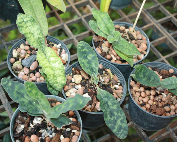 Paphiopedilum malipoense