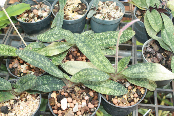 Paphiopedilum delenatii