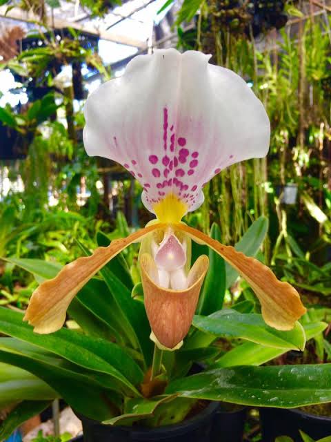 Paphiopedilum papilio laoticus