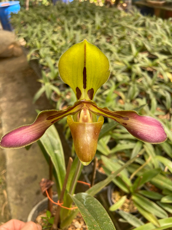 Paphiopedilum tigrinum