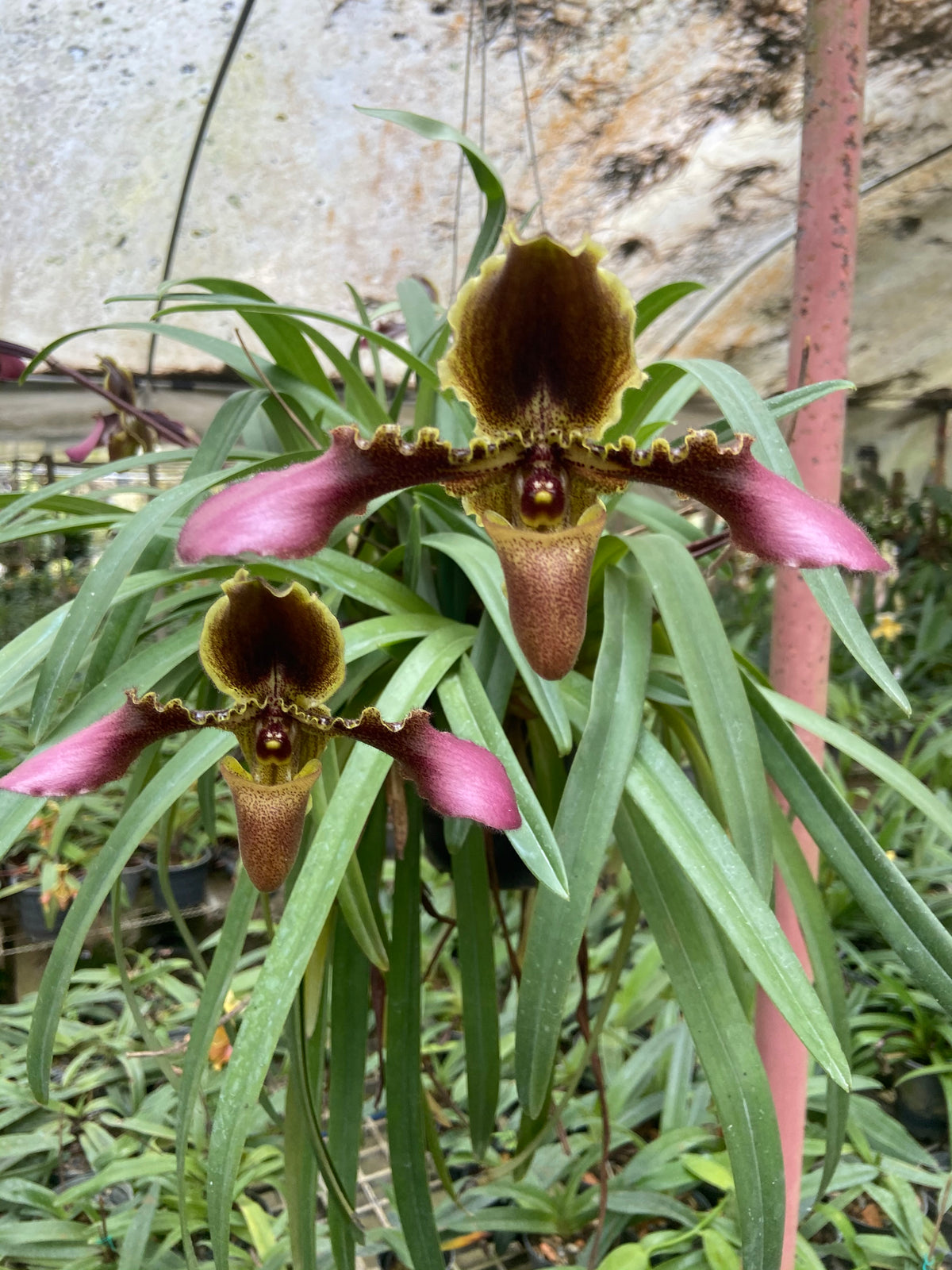 Paphiopedilum esquirolei