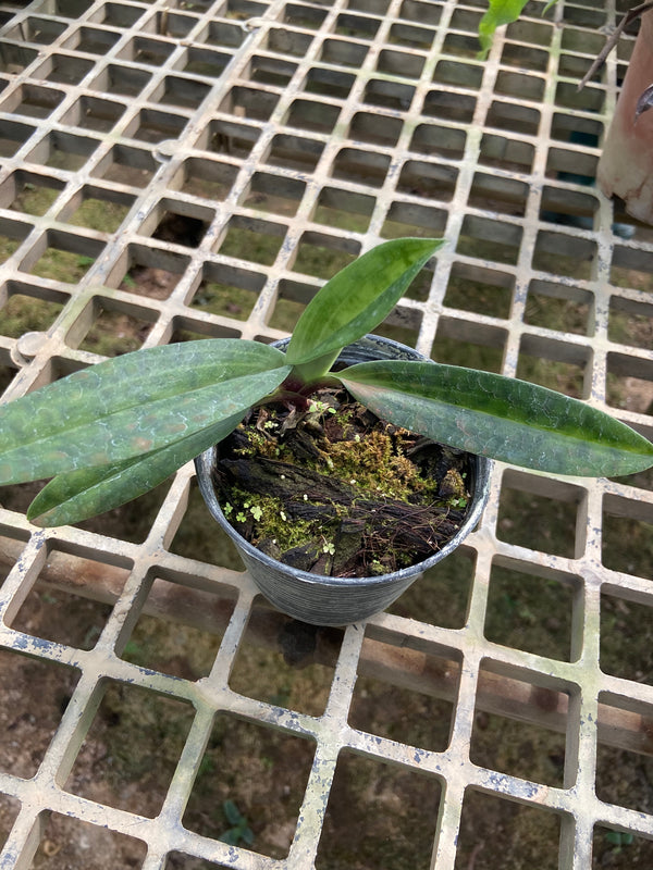Paphiopedilum hainanense