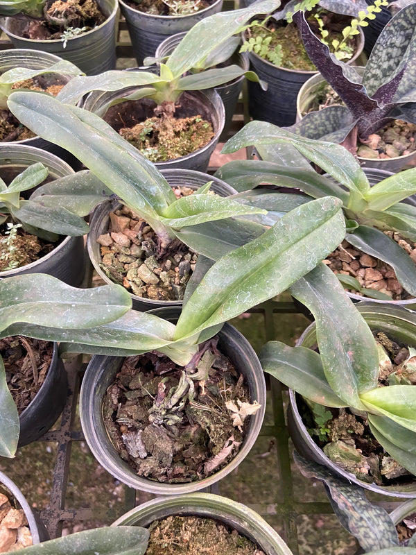 Paphiopedilum emersonii