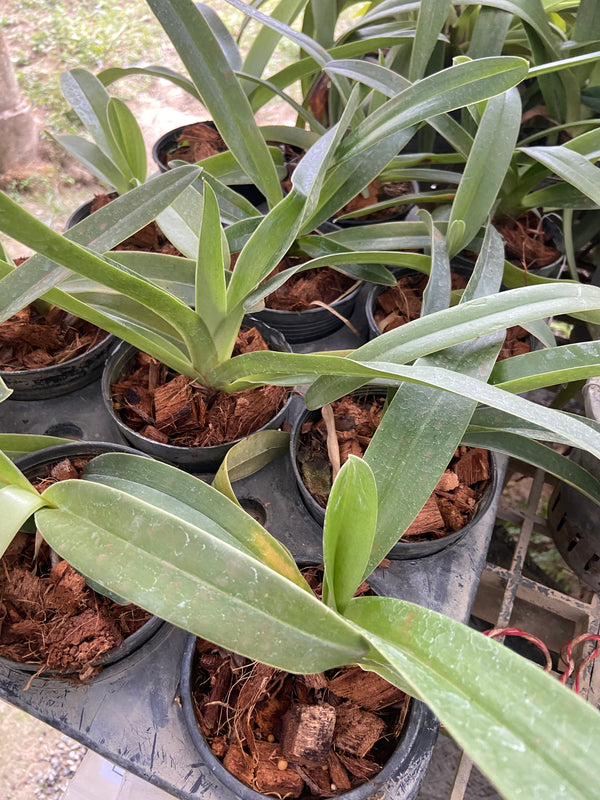 Paphiopedilum tigrinum