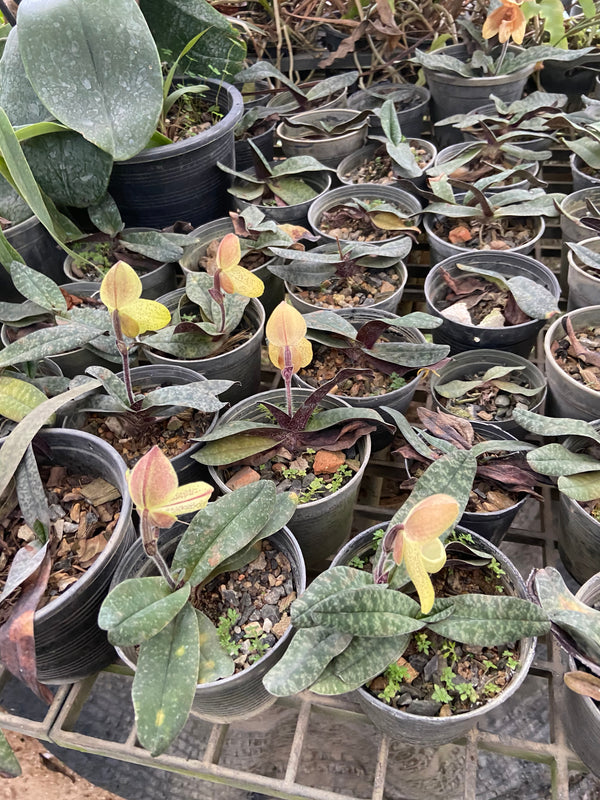 Collezione di Paphiopedilum (A scelta del negozio)