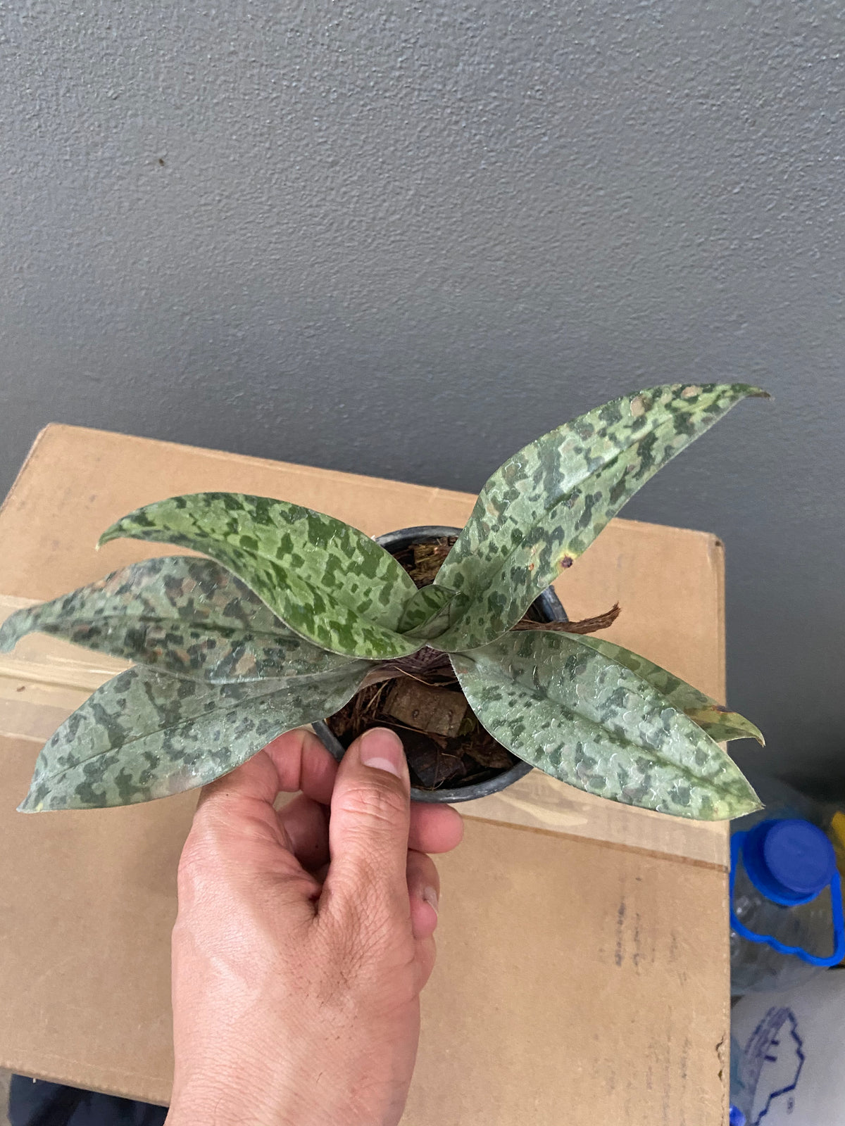 Paphiopedilum wardii