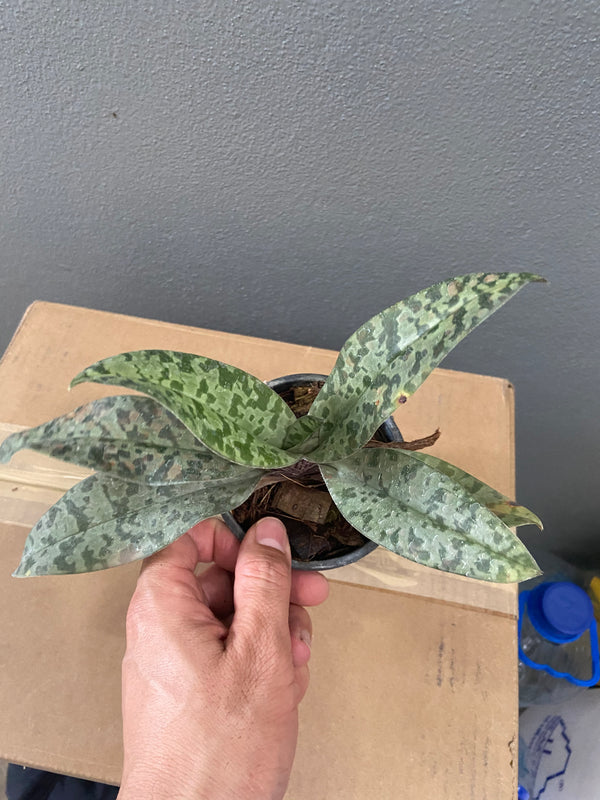 Paphiopedilum wardii